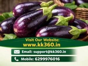 Brinjal/ Baigan