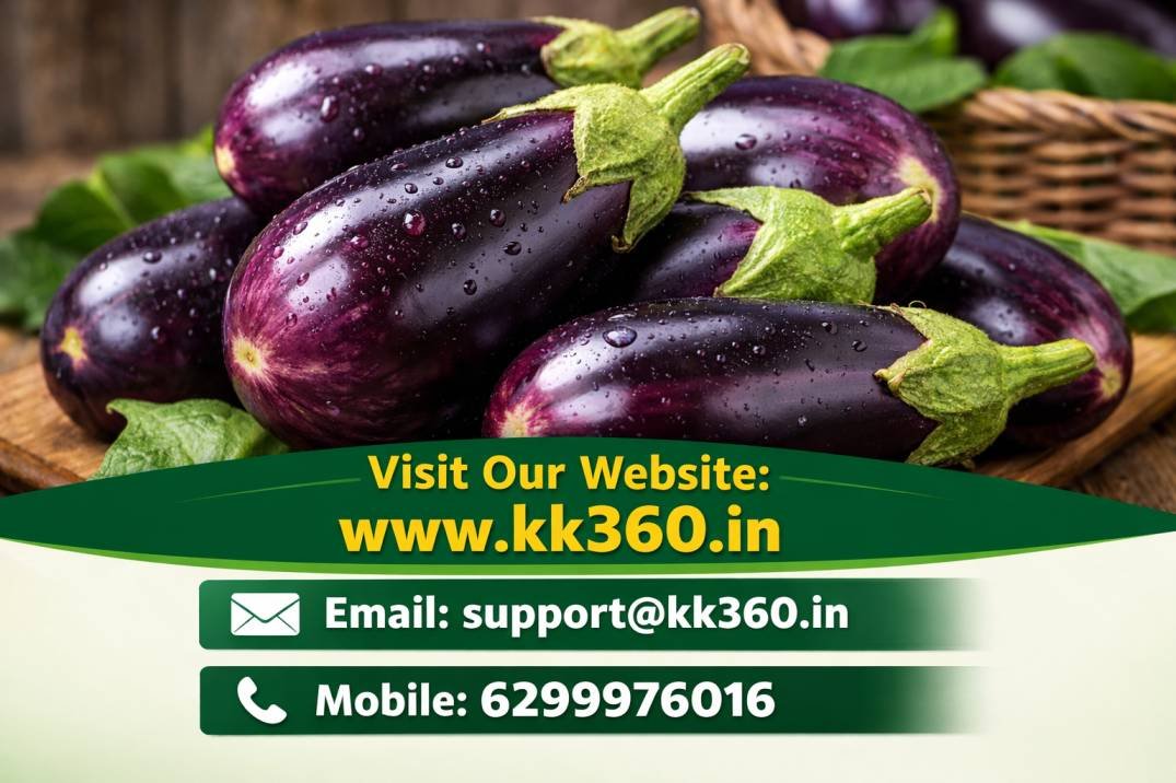 Brinjal/ Baigan