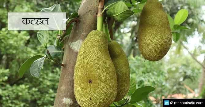 Katahal